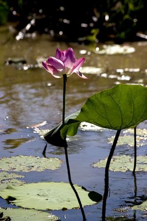 Lotus Lily Yellow Waters at Cooinda Kakadu 